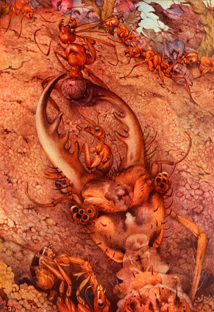 Myrlejonet, 1914. DELETE - konstnär med copyright av Edward Julius Detmold