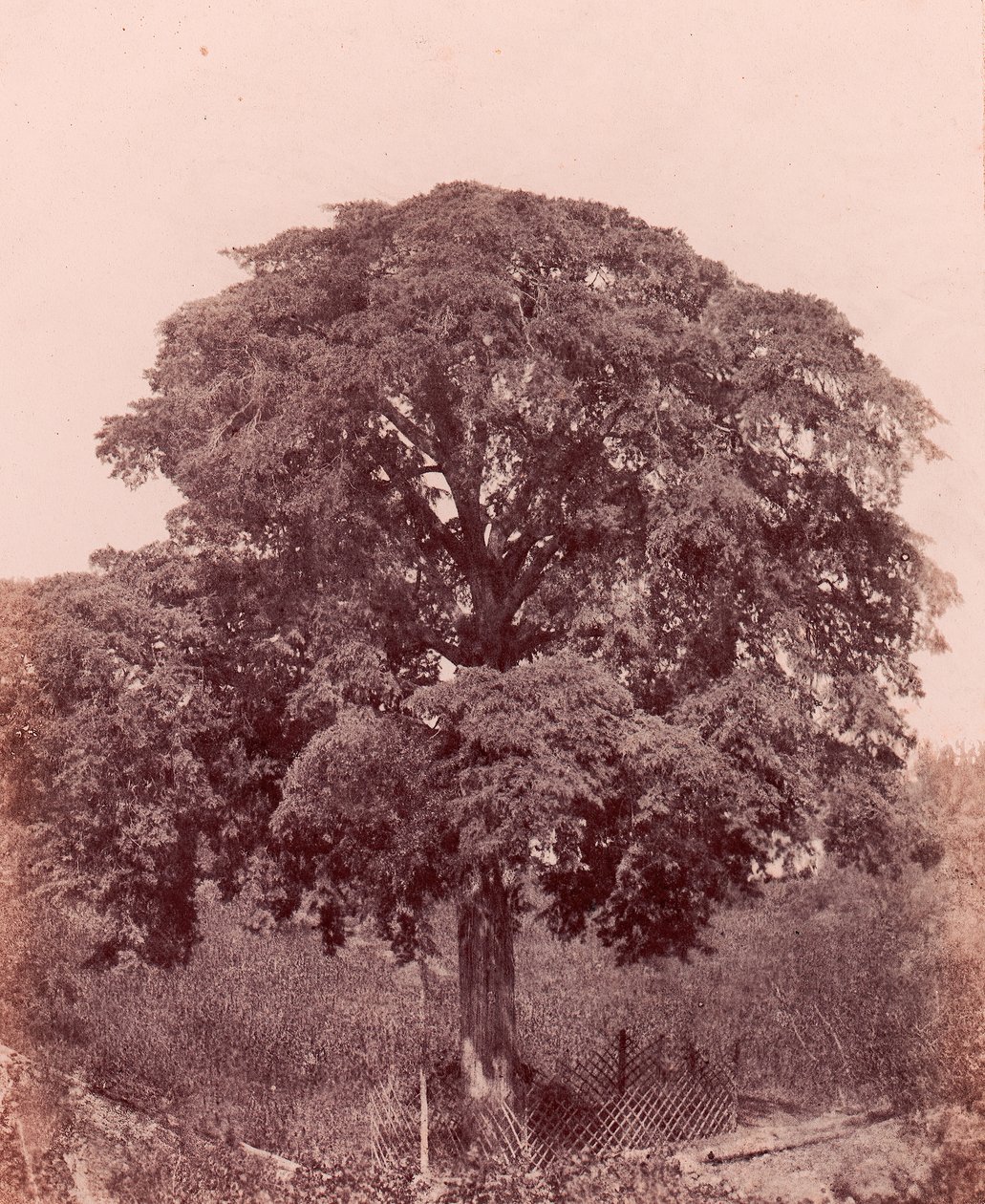 trädstudie, 1850-53. av Edward King Tenison