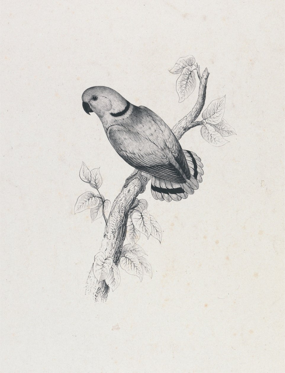 (Swinderns papegoja) (Bild 42) av Edward Lear
