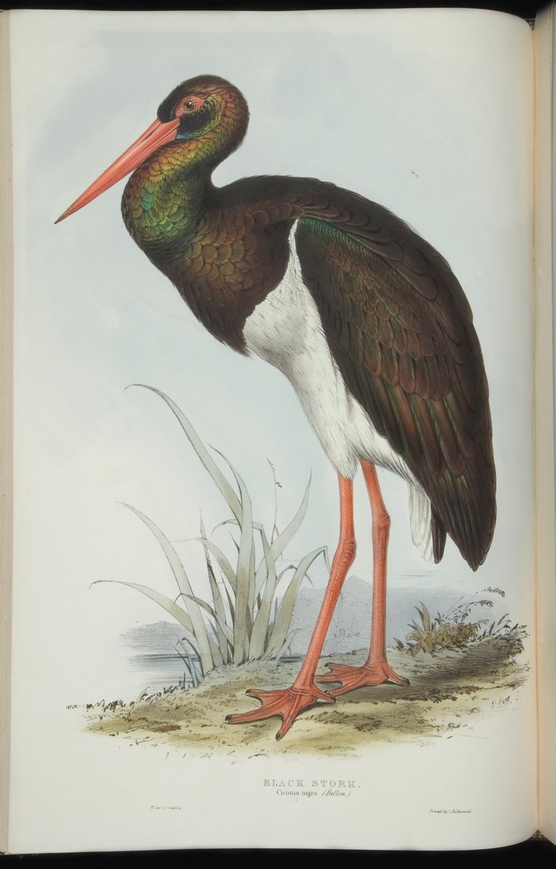 Black Stork, från "The Birds of Europe" av John Gould av Edward Lear