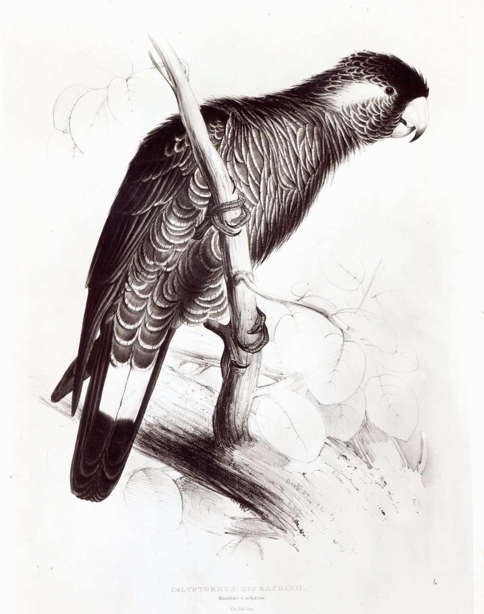 Calyptorhynchus Baudinii, eller Baudins kakadua, 1832 (litho) (bw foto) av Edward Lear