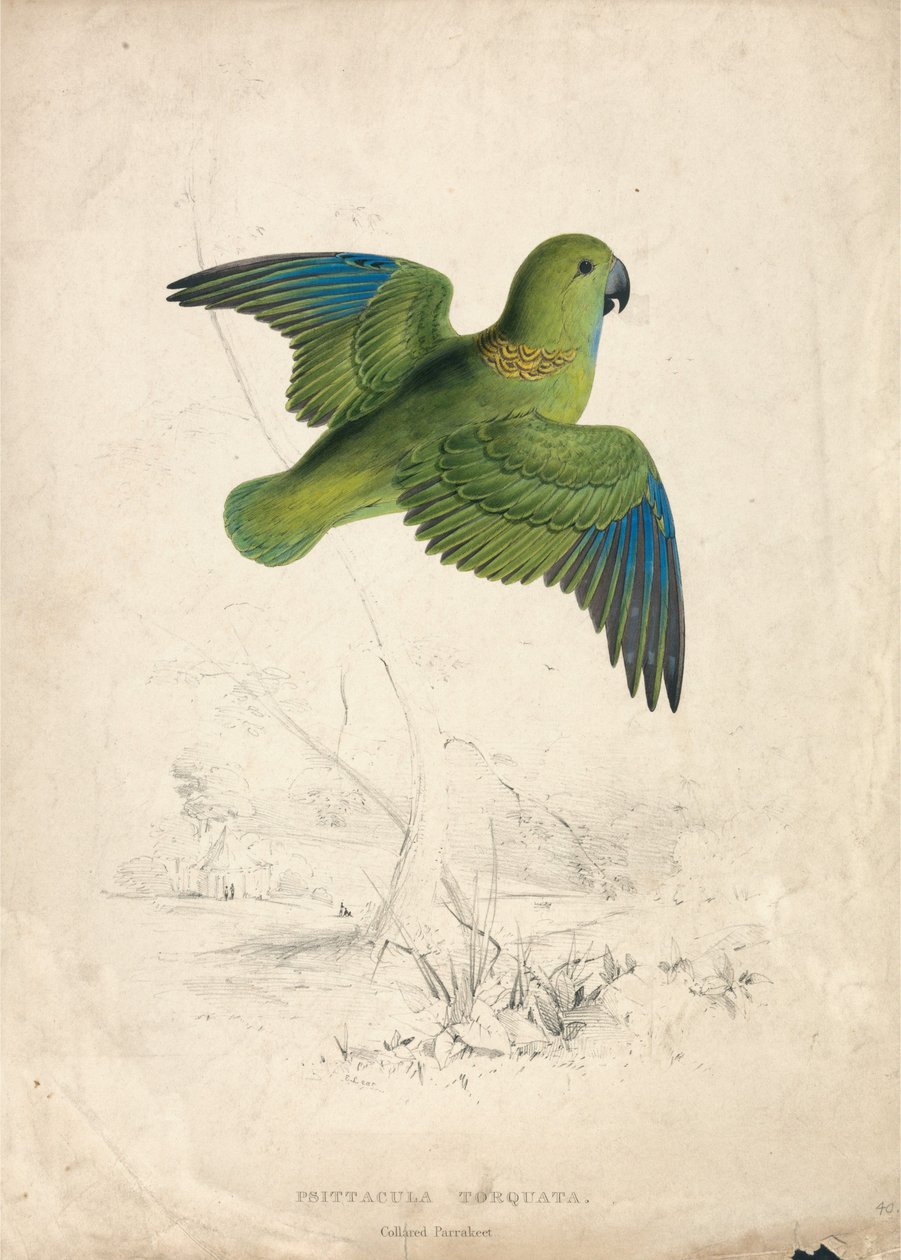 Halsbandsparakit (bild 40) av Edward Lear
