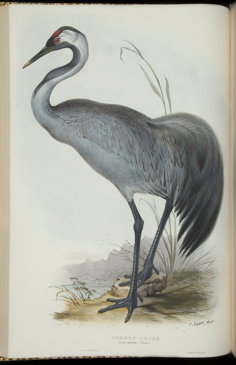 Vanlig trana, från "The Birds of Europe" av John Gould av Edward Lear
