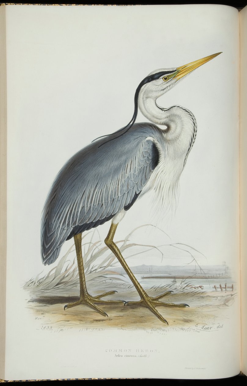 Common Heron, från "The Birds of Europe" av John Gould av Edward Lear