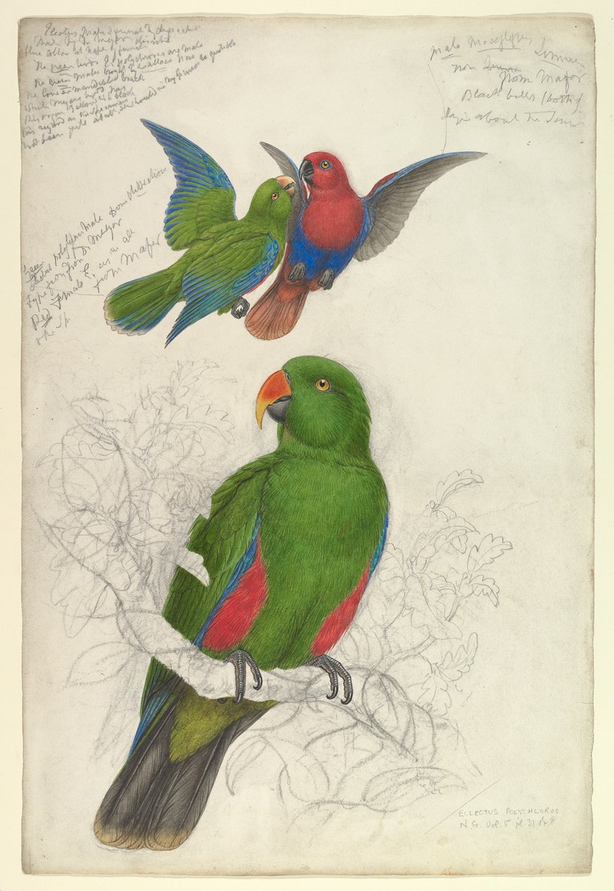 Eclectus roratus polychloros av Edward Lear