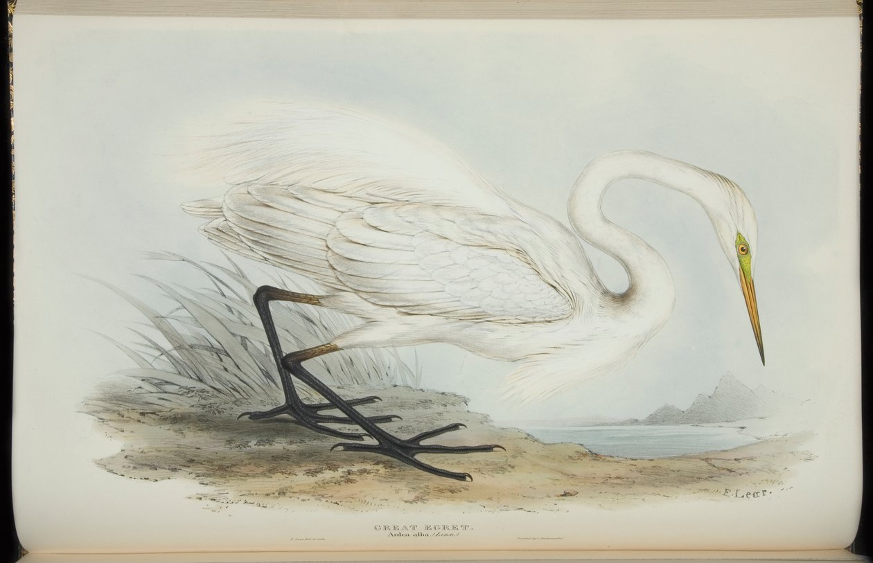 Great Egret, från "The Birds of Europe" av John Gould av Edward Lear