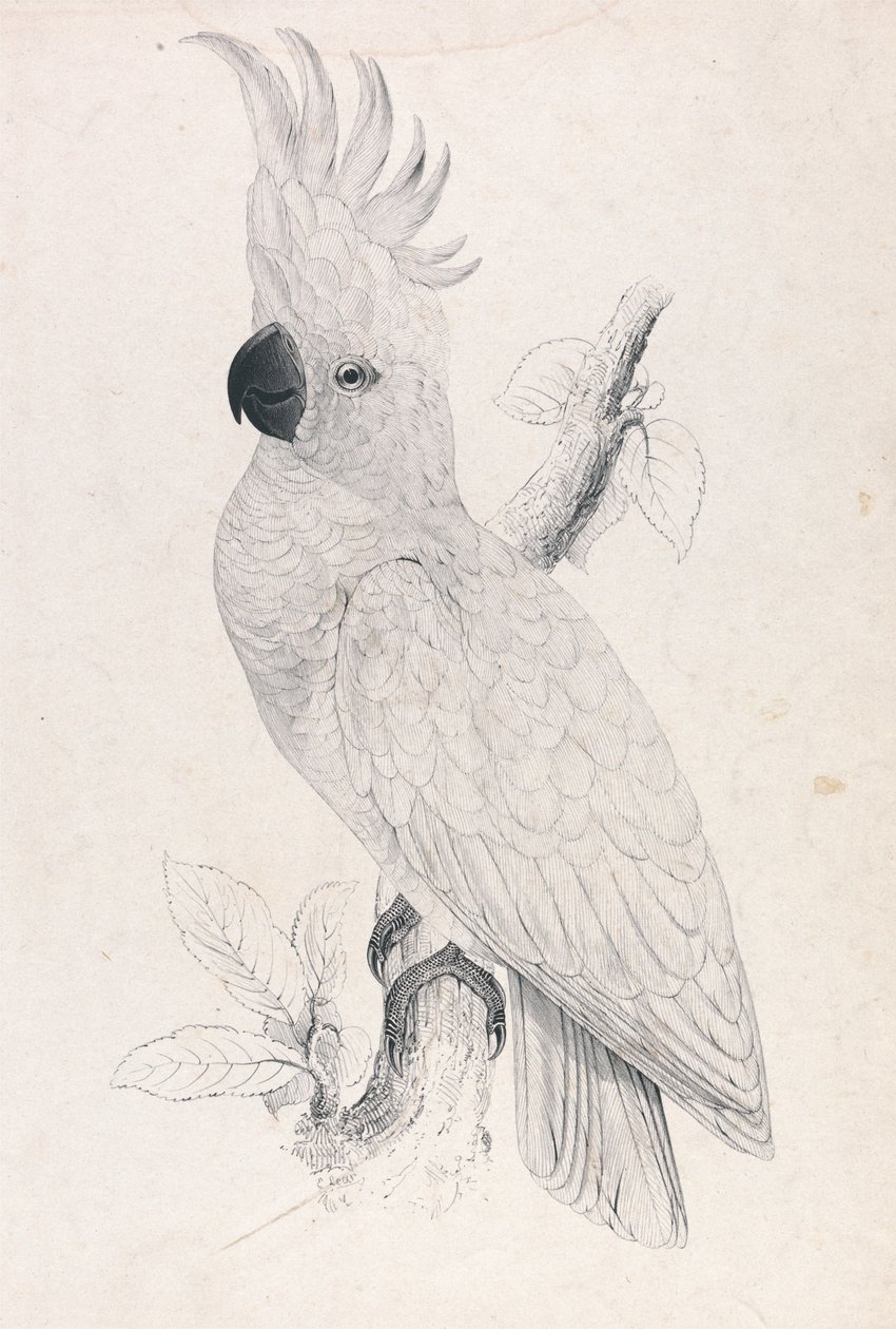 Liten svavelkronad kakadua (bild 4) av Edward Lear