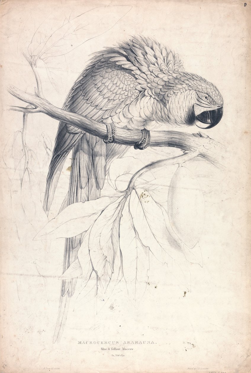 Macrocerus Ararauna / Blå-gul ara / 2/3 av naturlig storlek (plansch 8) av Edward Lear