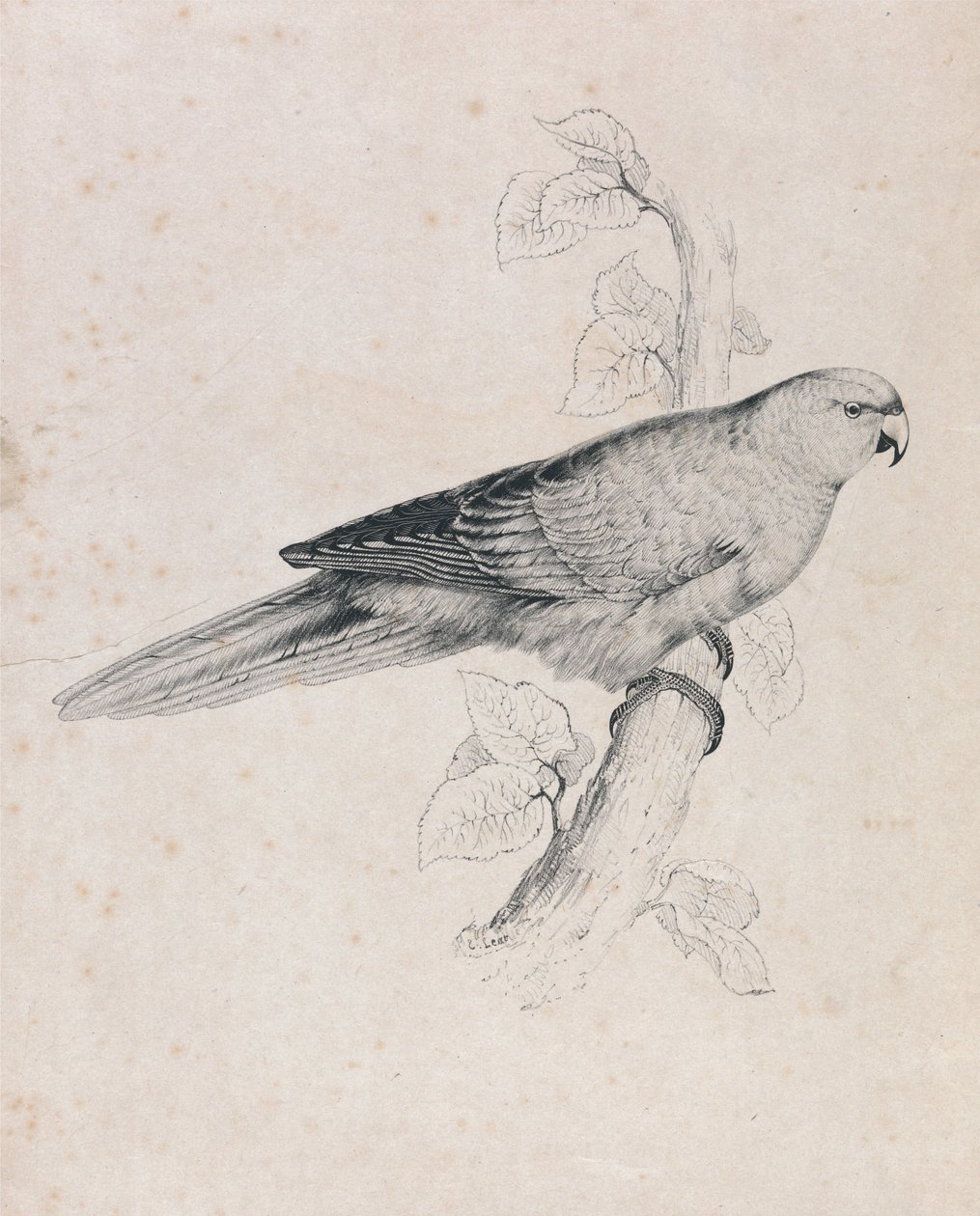 Stillahavsparakit (bild 26) av Edward Lear