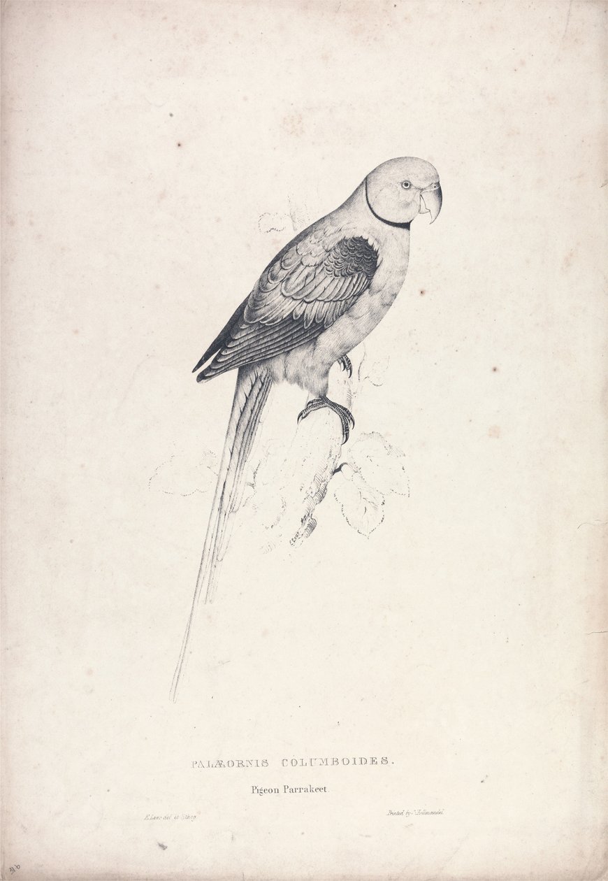 Palaeornia Columbiodes / Duvpapegoja (plansch 31) av Edward Lear