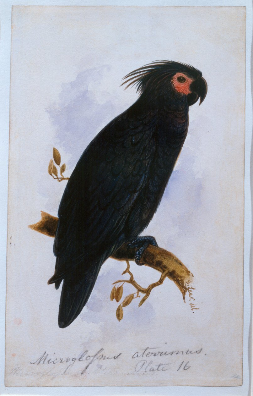 Papegoja: Tallrik 16 (wc) av Edward Lear