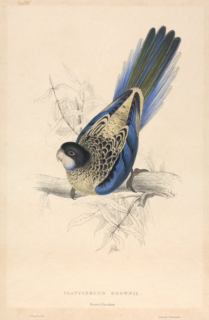 Platycercus brownii / Browns parakit av Edward Lear