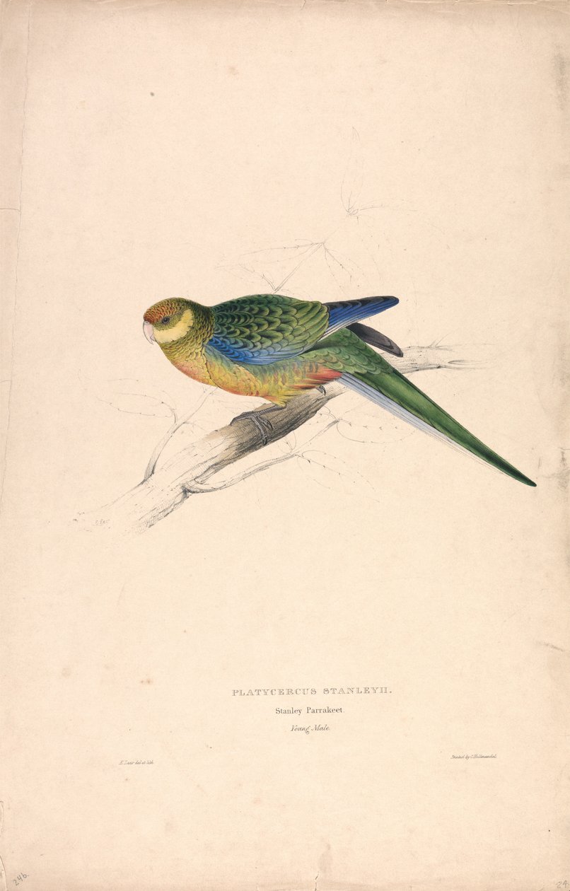 Platycercus Stanley II / Stanley-papegoja (ung hane) (bild 24) av Edward Lear