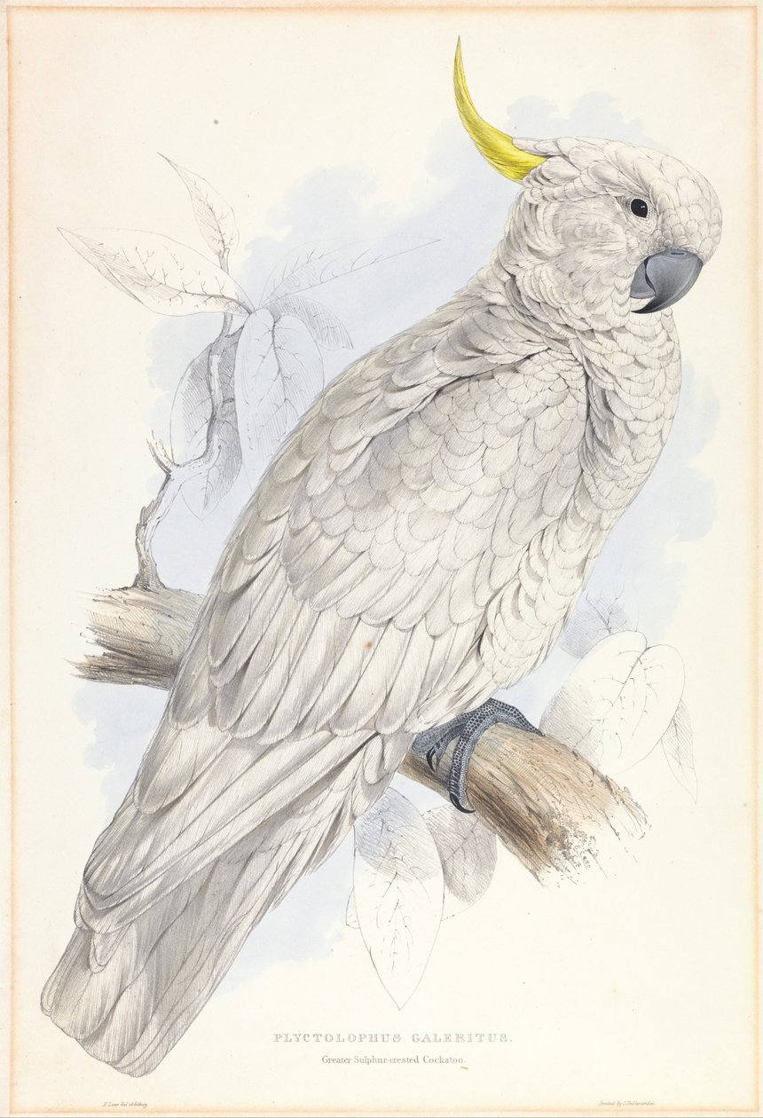 Plyctolophus Galeritus. Större svavelhuvad kakadua. av Edward Lear