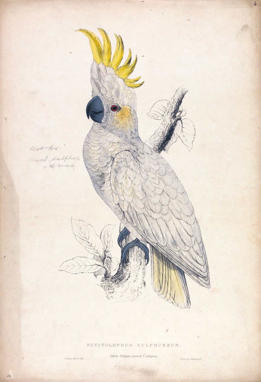 Plyctolophus sulphureus / Liten svavelkronad kakadua (bild 4) av Edward Lear