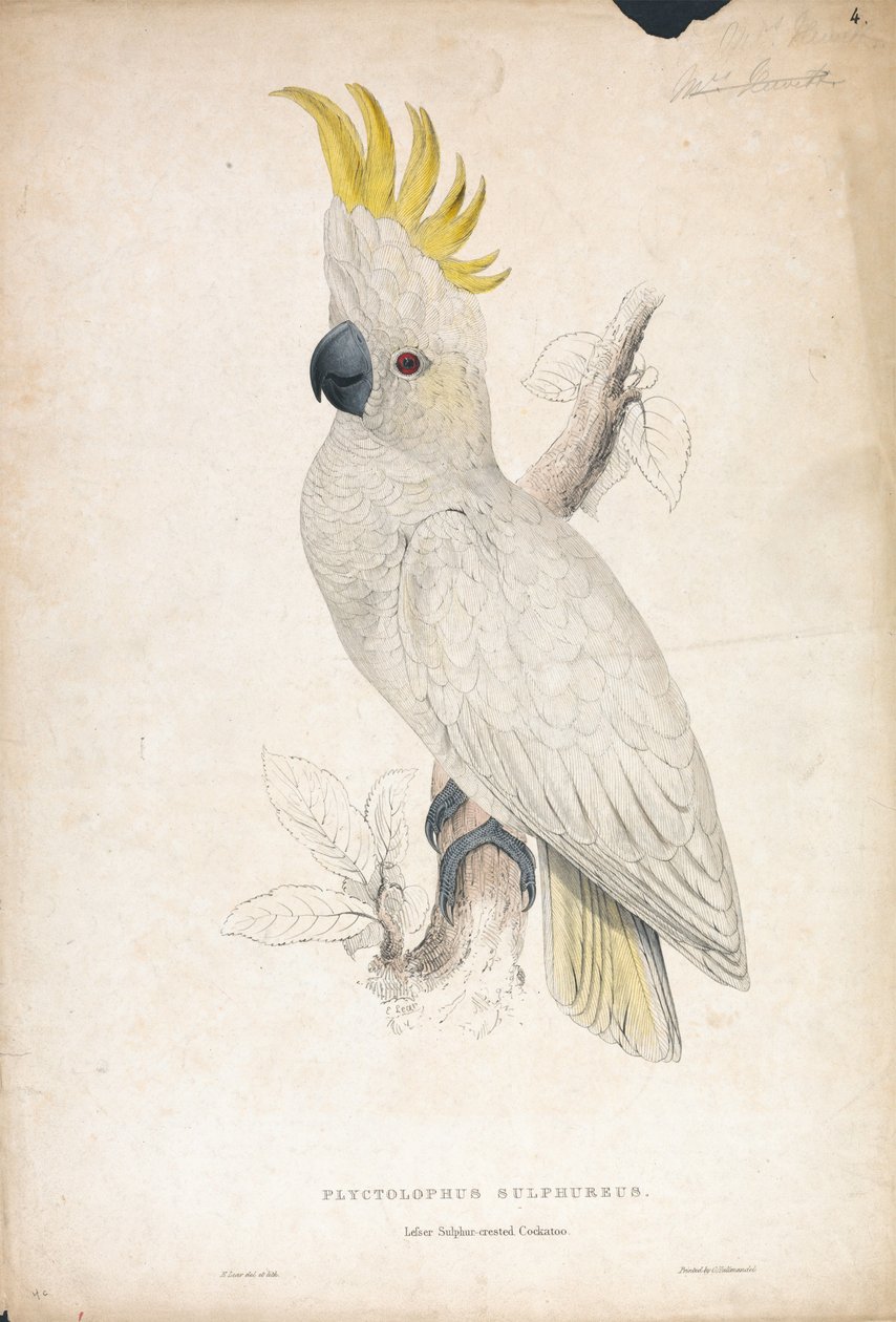 Plyctophus sulphureus / Liten svavelkronad kakadua (bild 4) av Edward Lear