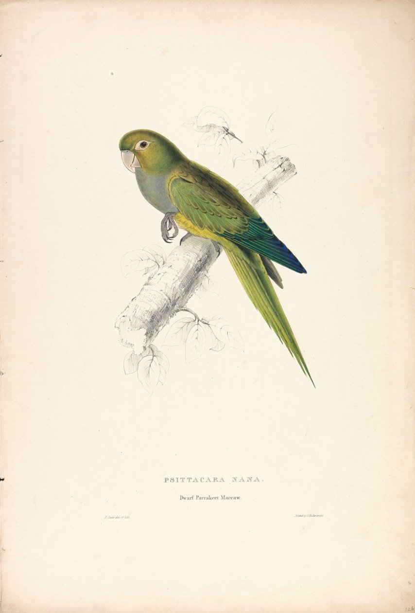 Psittacara Naria / Dvärgpapegoja (Plansch 12) av Edward Lear
