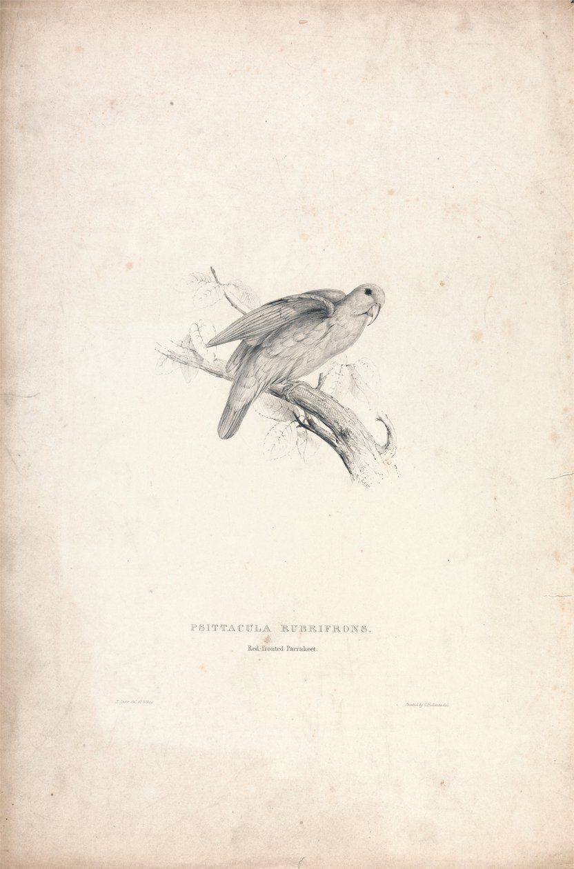 Psittacula rubrifrons/Rödpannad parakit (bild 41) av Edward Lear