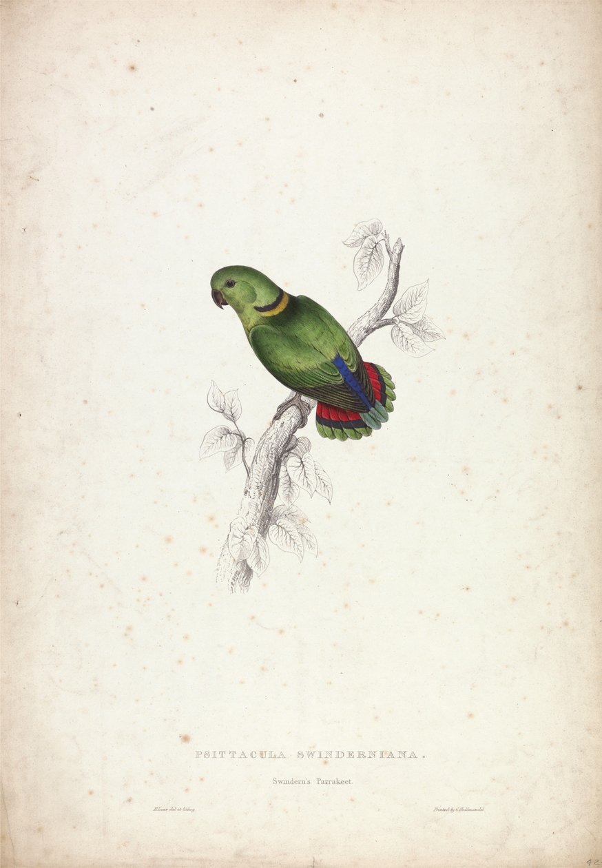 Psittacula swinderniana. Swinderns papegoja av Edward Lear