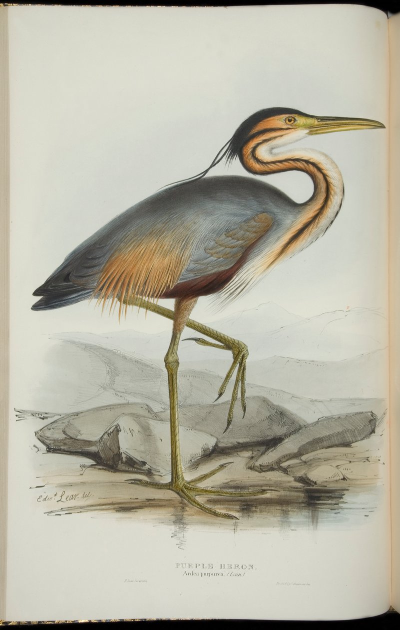 Purple Heron, från "The Birds of Europe" av John Gould av Edward Lear