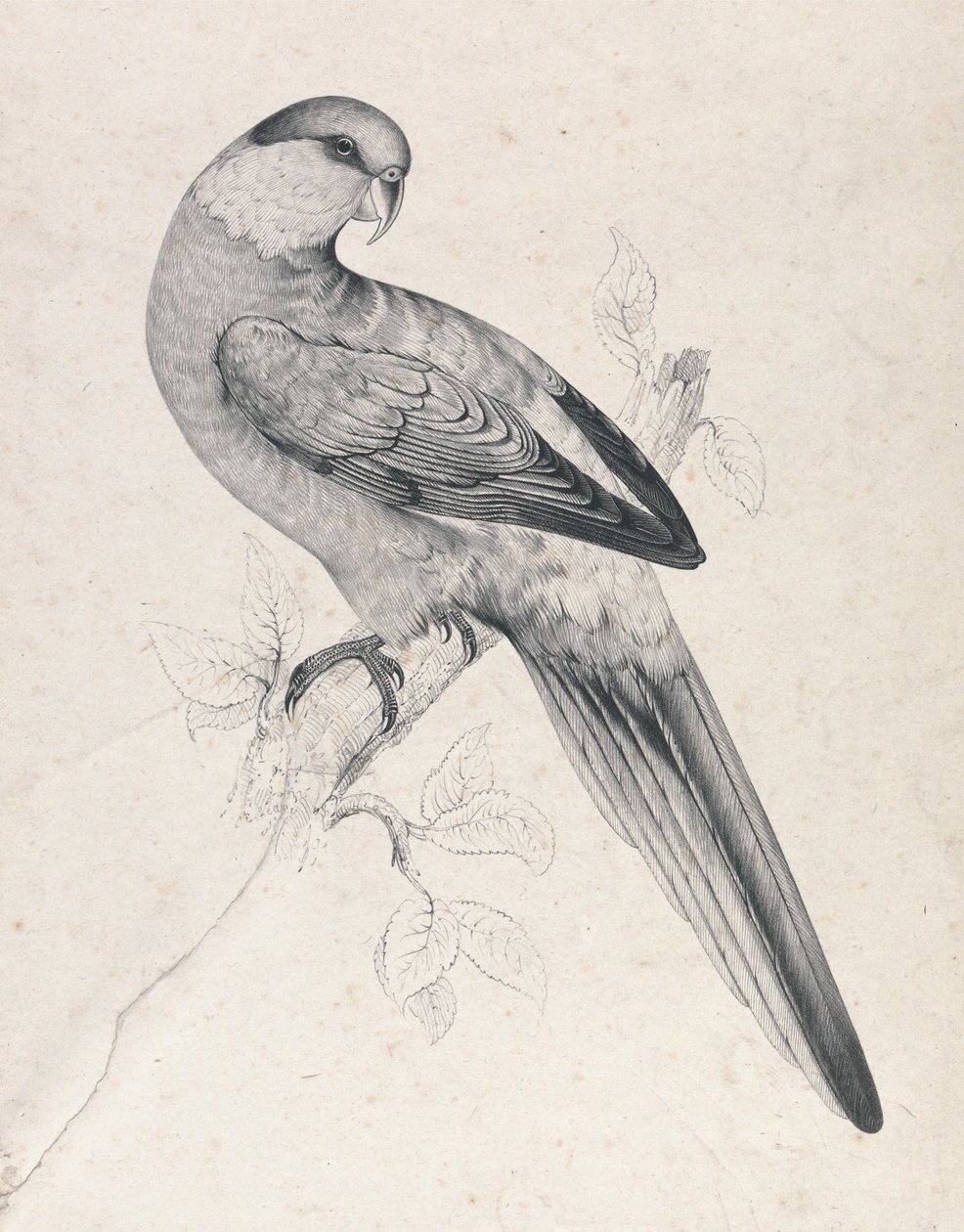 Rödmössad parakit, hane (bild 21) av Edward Lear