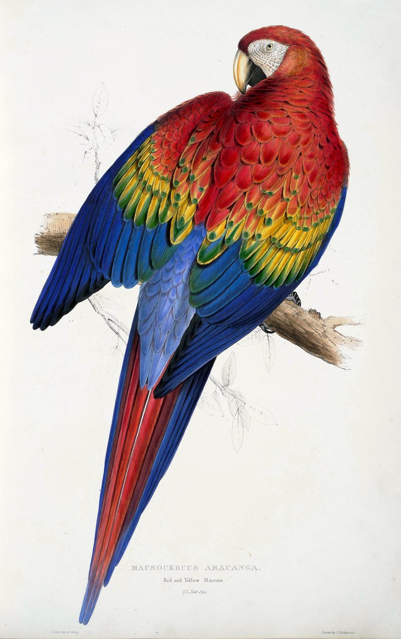 Röd och gul ara (Macrocercus aracanga), från illustrationer av familjen Psittacida, eller papegojor, pub. 1832 (färgad gravyr) av Edward Lear