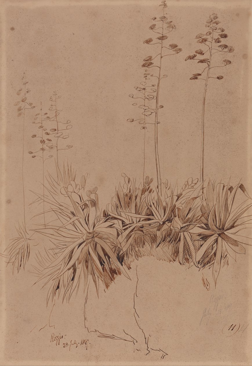 Reggio av Edward Lear