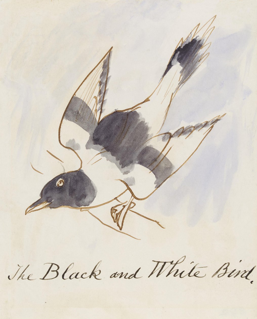 Den svarta och vita fågeln, från sexton teckningar av komiska fåglar (penna och bläck wc på papper) av Edward Lear