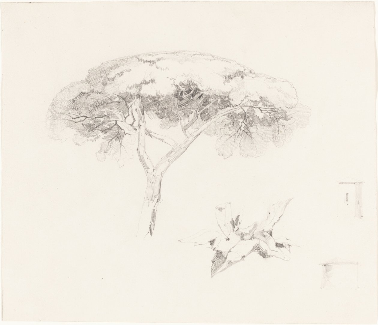 Umbrella Pine and Other Studies, 18391845. av Edward Lear