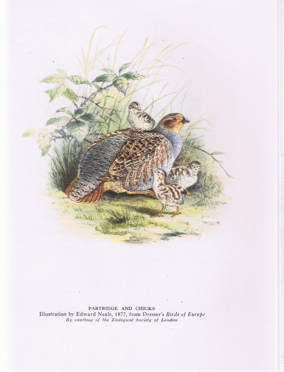 Partridge and chicks, Nature in Britain publicerad av Collins av Edward Neale