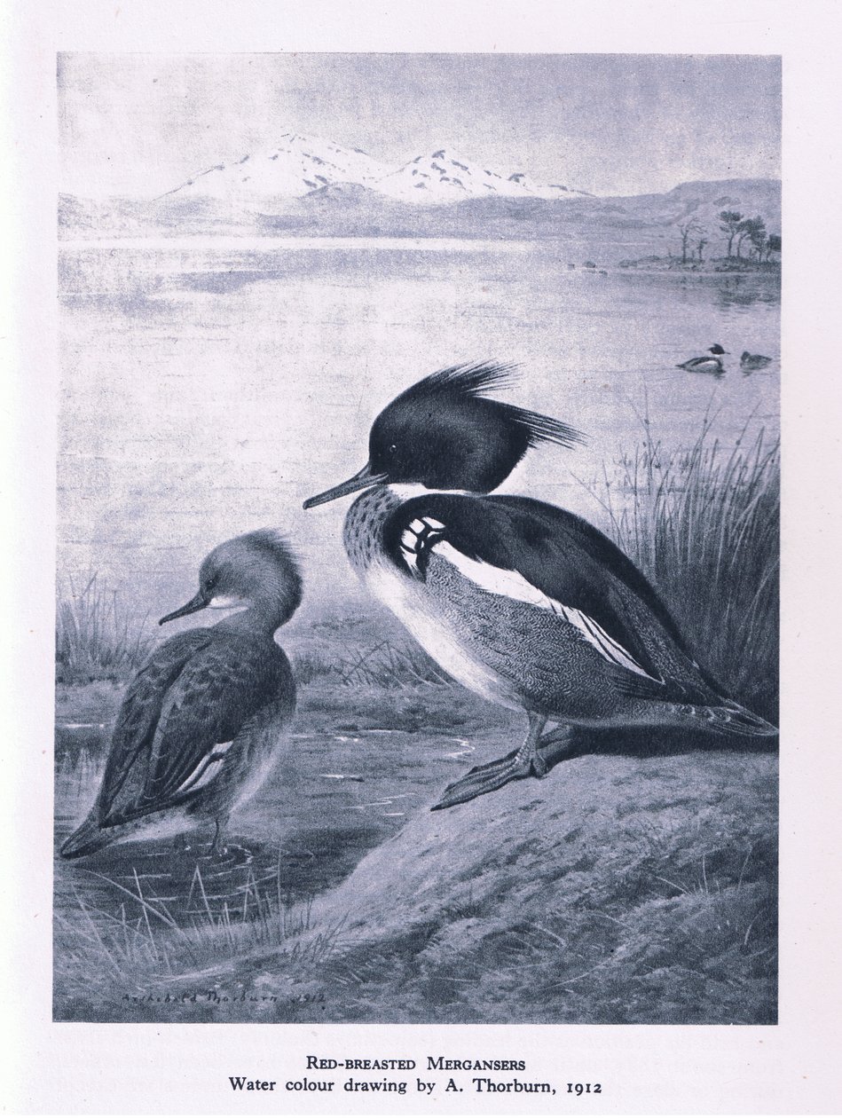 Red Breasted Merganser, Nature in Britain publicerad av Collins, 1946 av Edward Neale