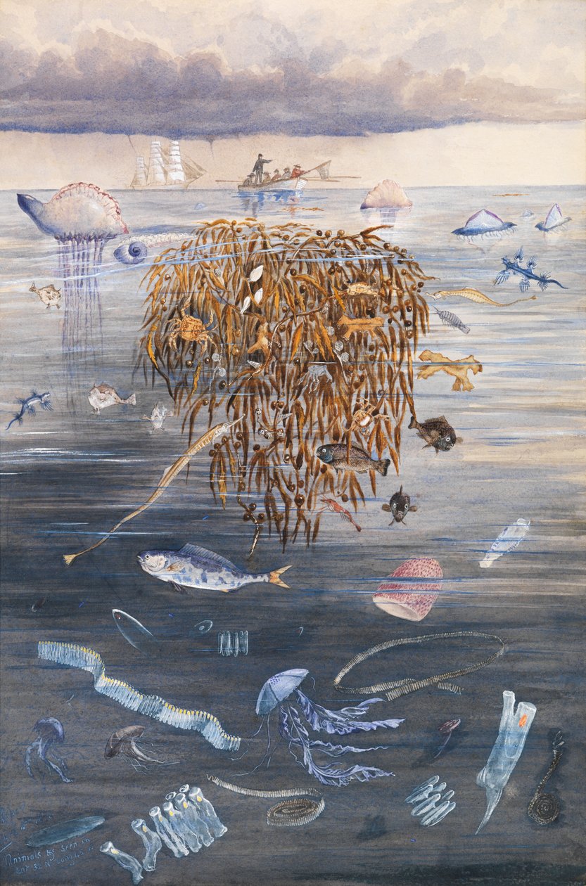 Sea Life in the North Atlantic, 1873 av Edward Roper