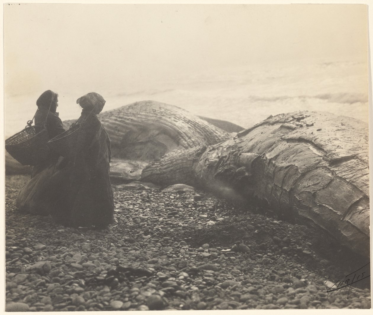 [Delvis slaktad val - Makah] [Den tillfångatagna valen] av Edward S. Curtis