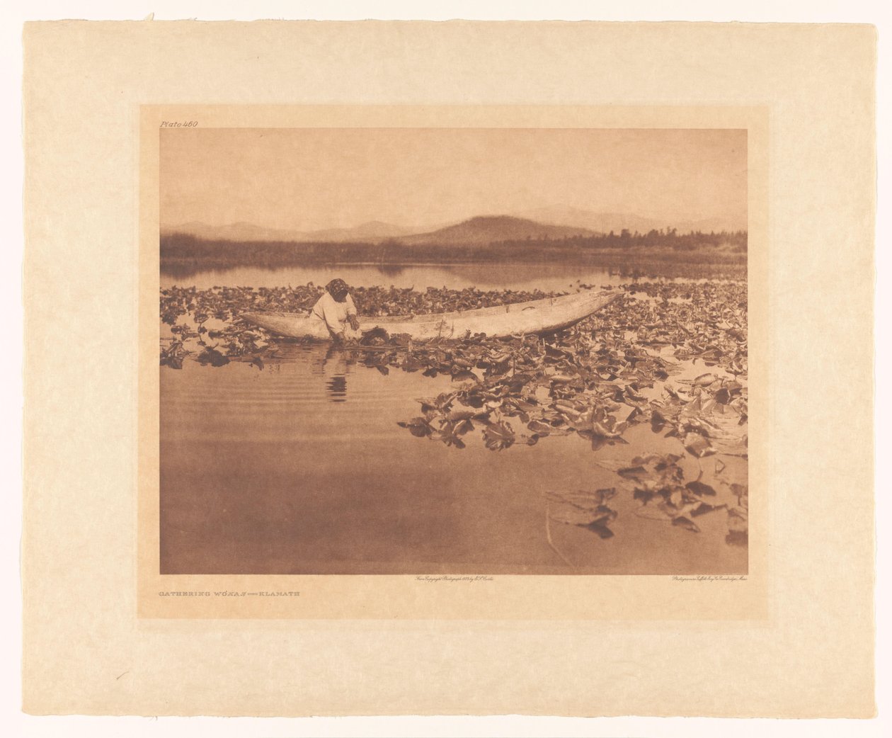 Insamling av wokas – Klamath av Edward Sheriff Curtis