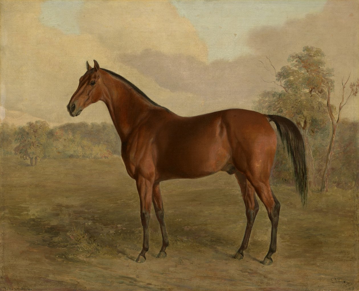 Kentucky hackspett, 1834 av Edward Troye