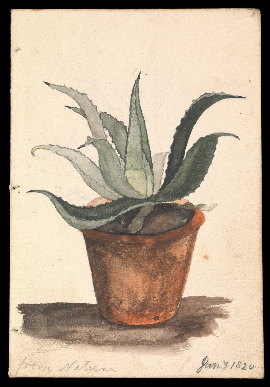 En blomkruka med en kaktus som växer i den med texten "från naturen av Edward William Cooke