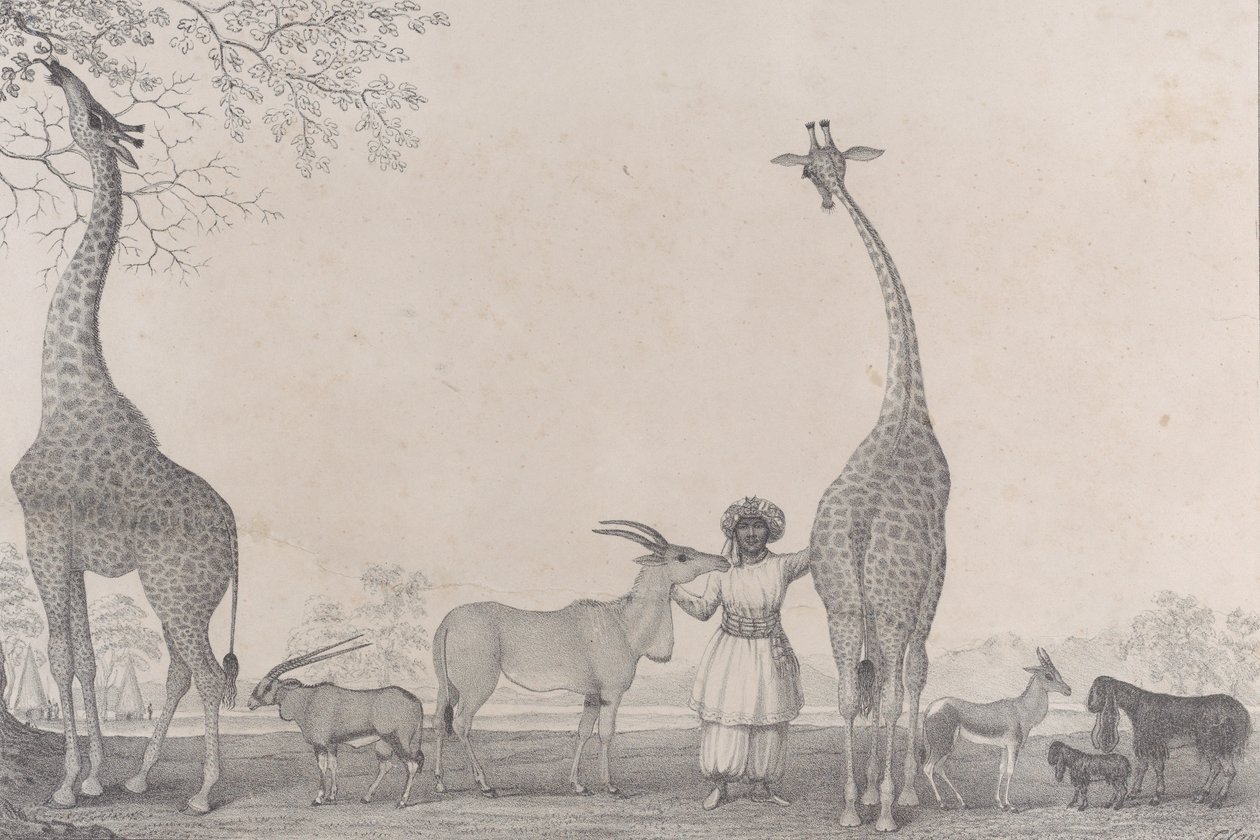 De majestätiska och graciösa girafferna, eller kameleoparderna, med några sällsynta djur från gasellen..., 1838. av Edward Williams Clay