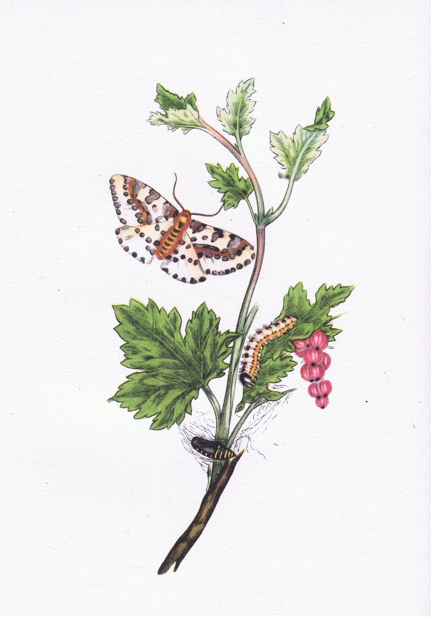 Magpie or Currant Moth, Nature in Britain publicerad av Collins, 1946 av Edward after Donovan