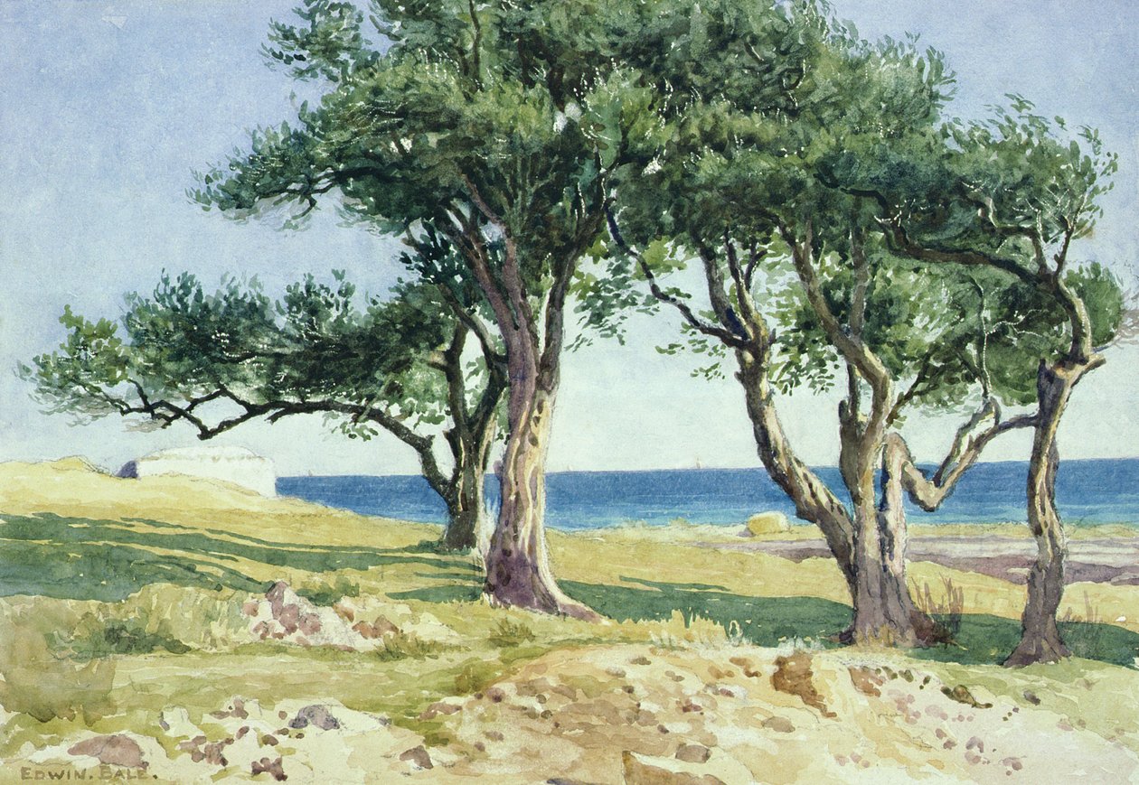 Gamla olivträd, Bordighera av Edwin Bale