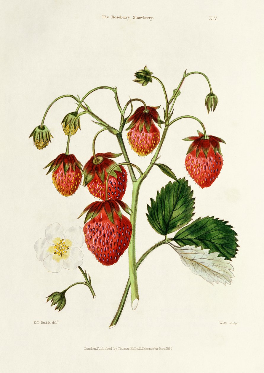 Roseberry Strawberry, graverad av Watte, pub. av Thomas Kelly, London 1830 av Edwin Dalton Smith