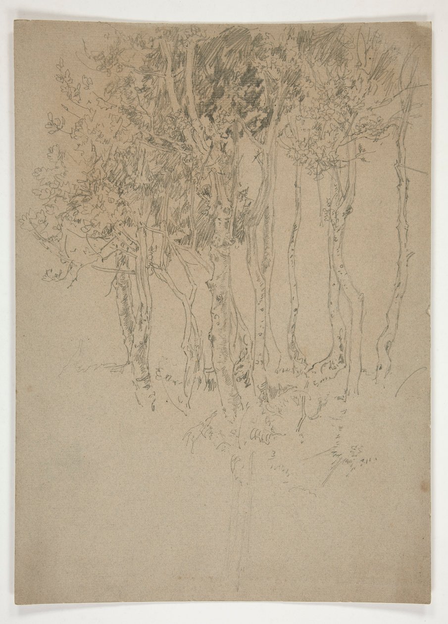 Skiss av en dunge av träd av Edwin Austin Abbey