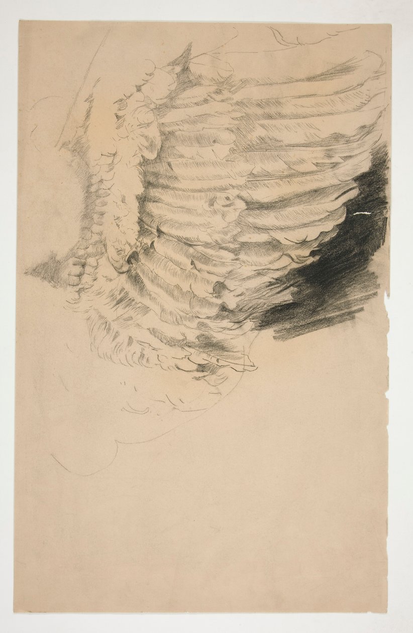 Studie av en vinge, för av Edwin Austin Abbey