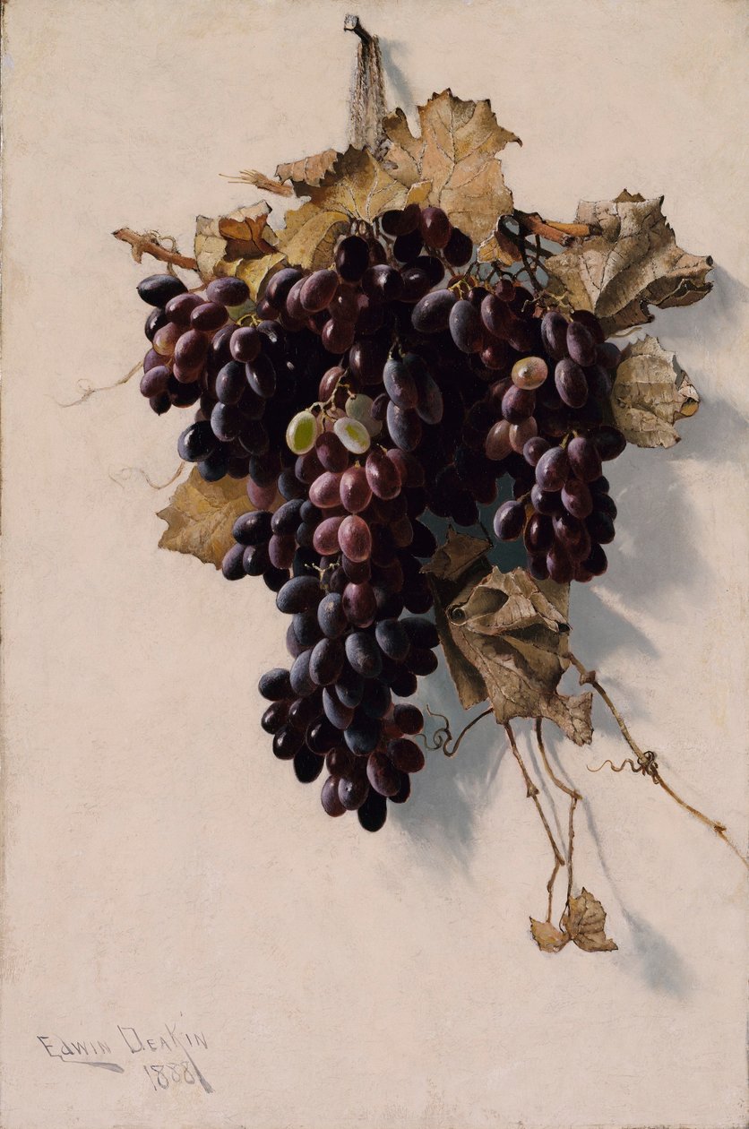 Stilleben med vindruvor av Edwin Deakin