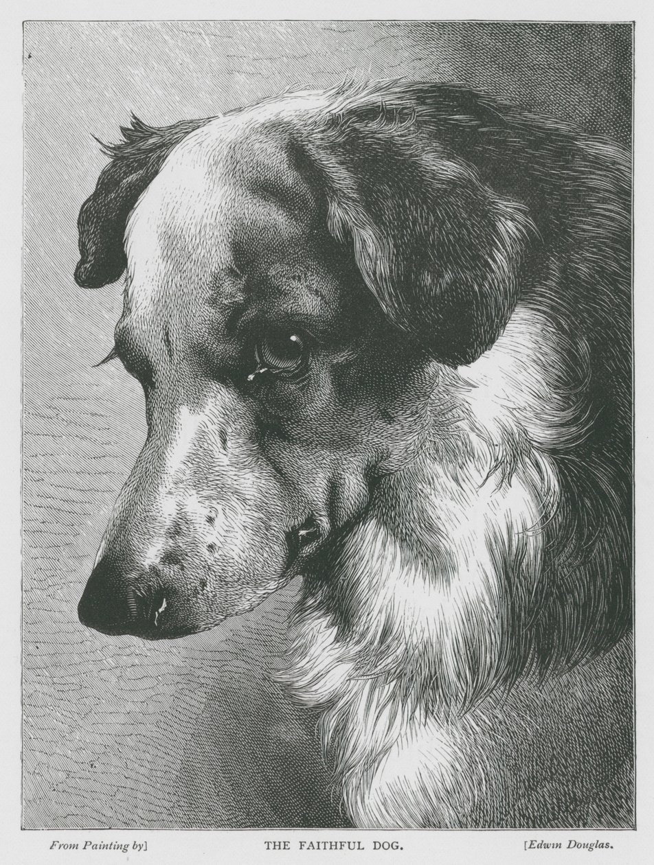 Den trogna hunden (gravyr) av Edwin Douglas