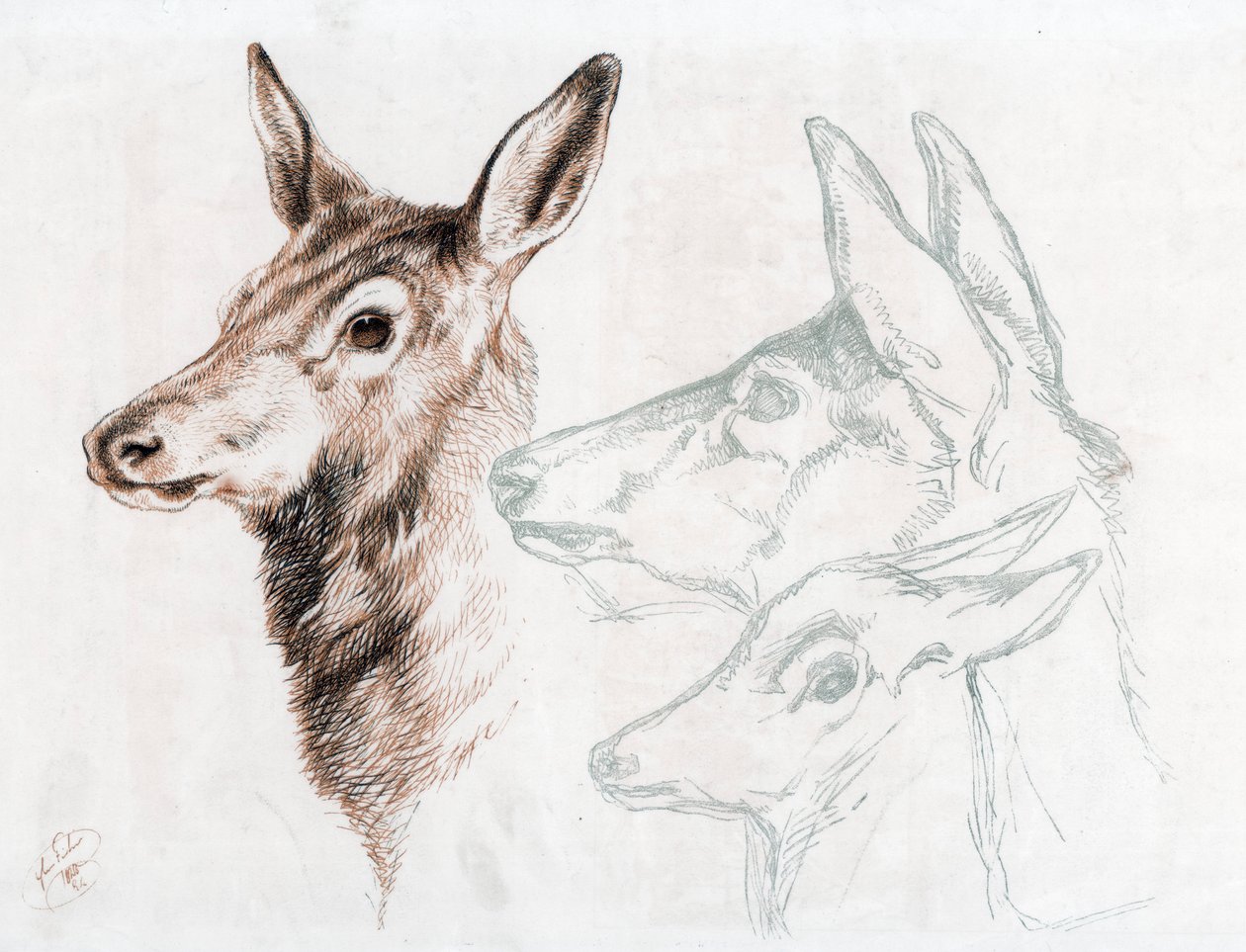 Faksimil av en teckning av Sir E Landseer, 1874. av Edwin Landseer