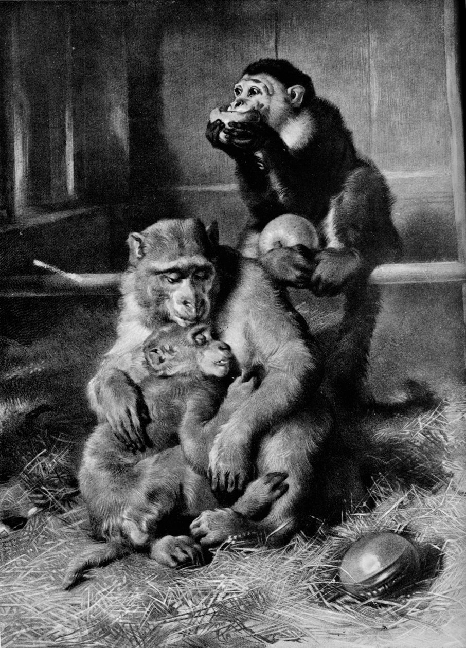 Den sjuka apan, 1875, 1912 av Edwin Landseer