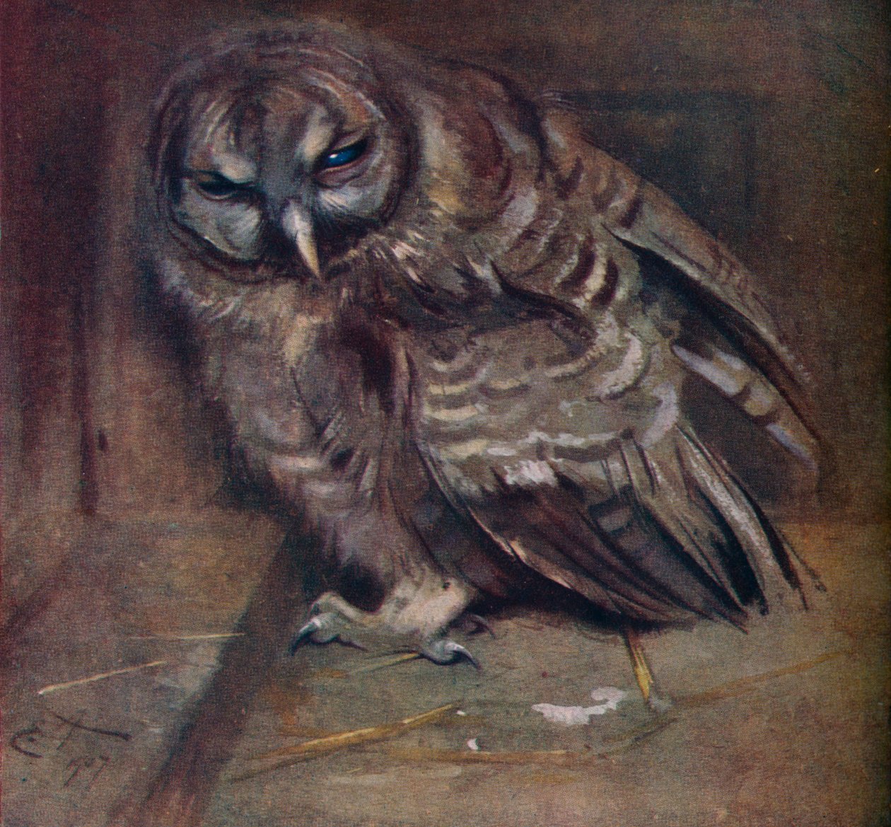 En ung brun uggla, 1907 av Edwin John Alexander