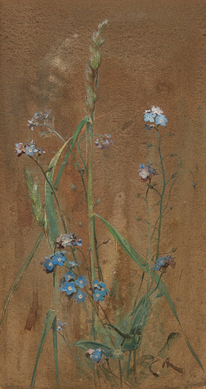 Forget-Me-Not (akvarell på brunt papper) av Edwin John Alexander