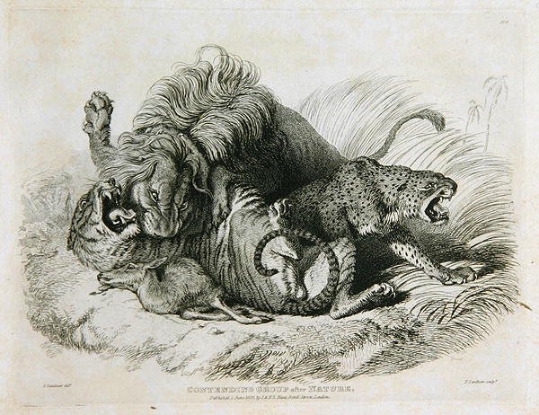 Tävlande grupp efter naturen, plåt 6 från tjugo gravyrer av lejon, tigrar, pantrar och leoparder... graverad av Thomas Landseer (1795-1880) 1823 av Edwin after Landseer