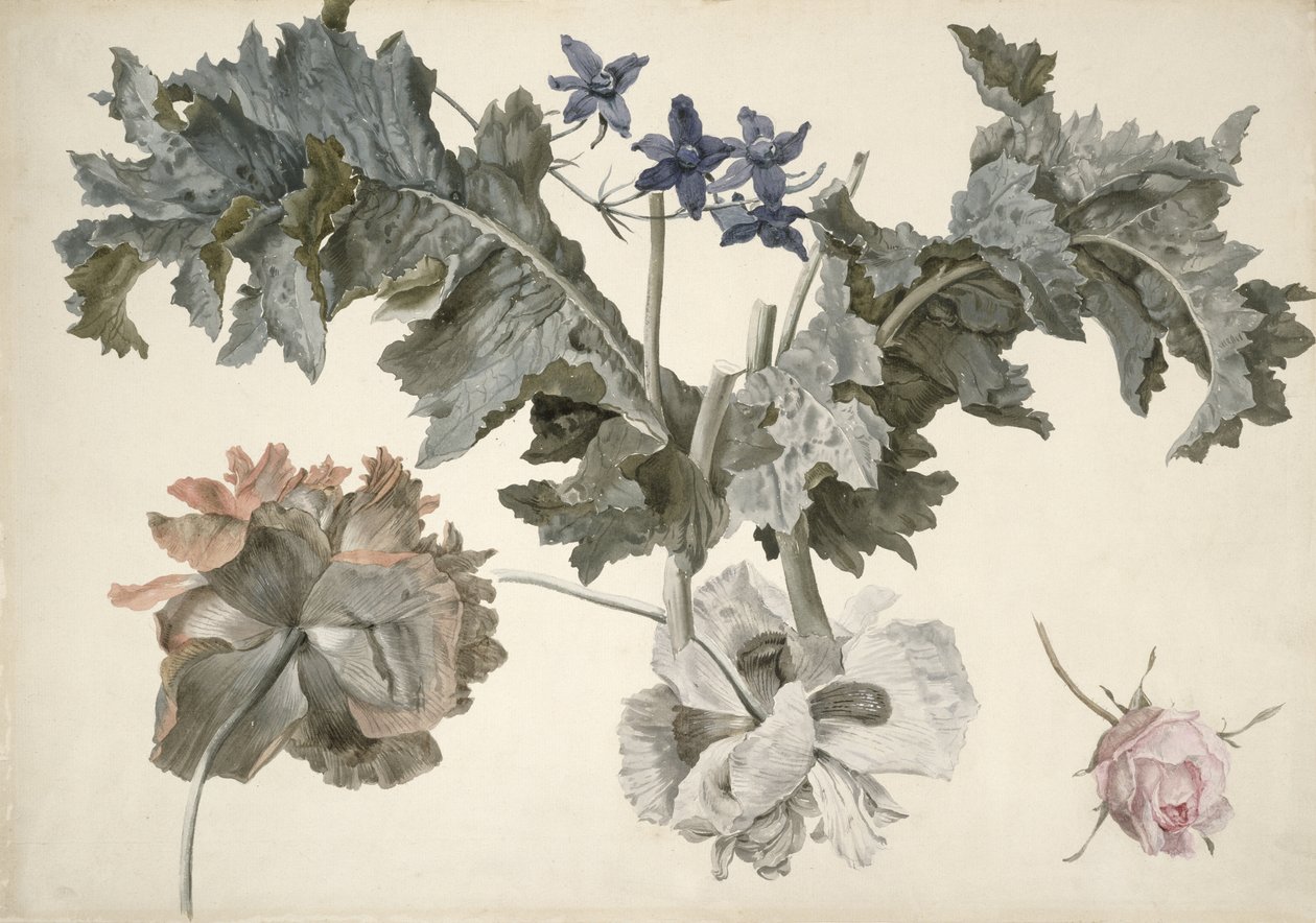 PD.424-1973 Dubbelblommig opiumvallmo, vallmoblad, riddarsporre och en rosenknopp av Eelke Jelles Eelkema